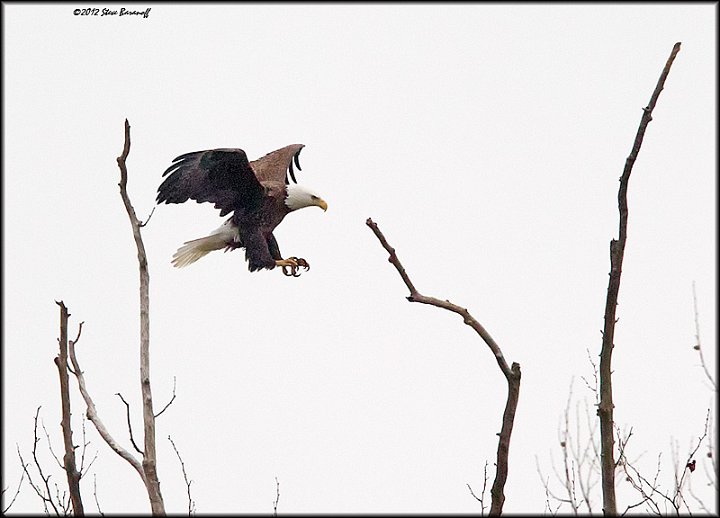 _2SB2475 american bald eagle.jpg